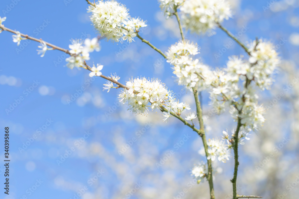 Blurred floral pale blue with white  background in light soft colors, no focus. White flowering branches against the blue sky for romantic background.