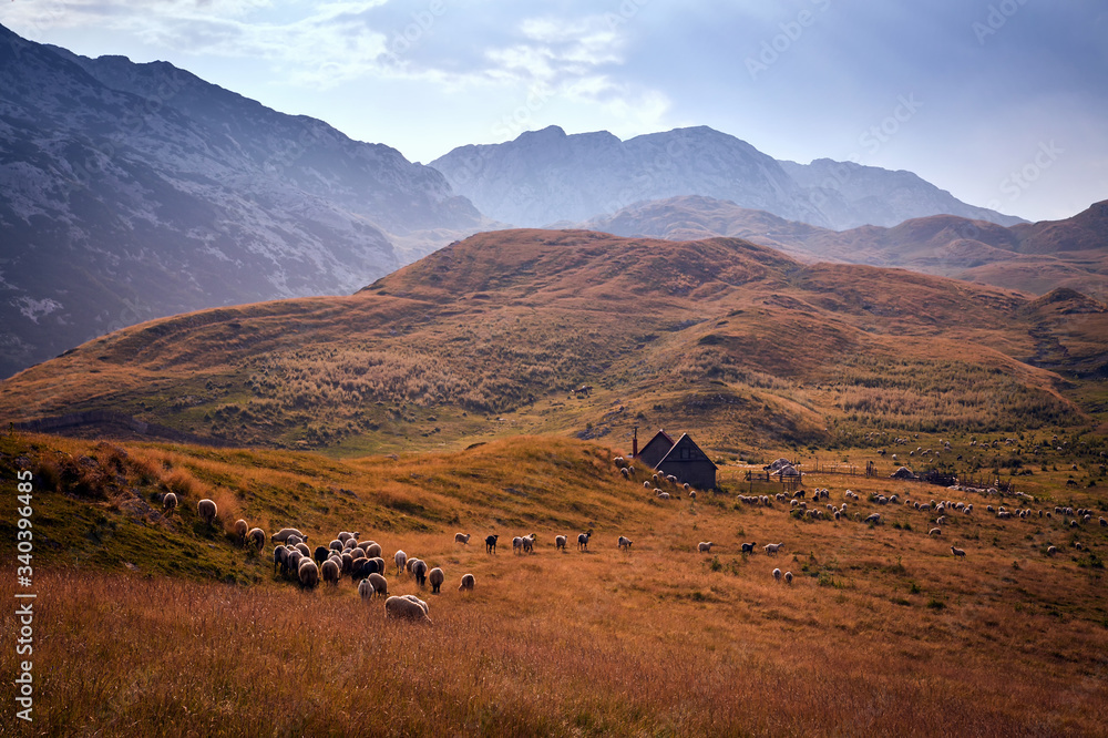 Summer mountain landscape of Durmitor National Park with Sheep flock near Durmitor panoramic road P14, Izmecaj peak and Sedlo pass. Montenegro, Europe, Balkans Dinaric Alps, UNESCO Heritage site. 