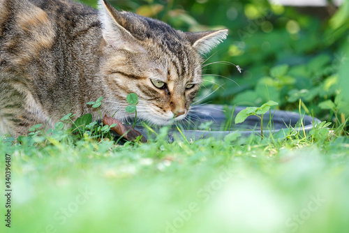 Gray cat drinks water in the green grass © helfei