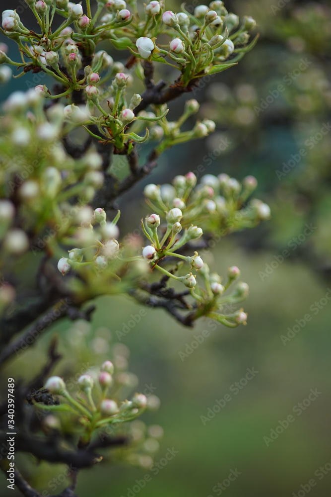 Pear tree branch closeup with small white blooming buds