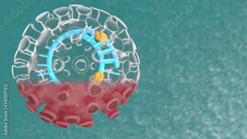 3D animation of the movement of a coronavirus. Model of an isolated virus with x ray structure. Structure of COVID-19 inside with visible single-stranded RNA and nucleoproteins.  photo