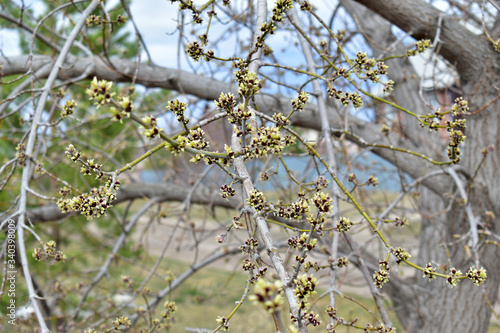 The swollen buds of the Norway Maple or Maple platanovidny photo