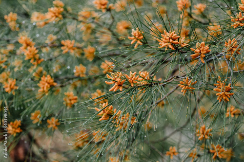 Conifer cones. Scots or scotch pine Pinus sylvestris young male pollen flowers on a tree growing in evergreen coniferous forest. Cyprus. Selective focus.