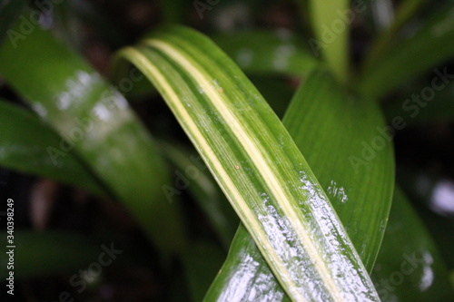 dew on the grass