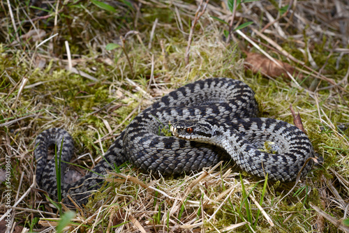 Bild auf Leinwand Kreuzotter (Vipera berus), Männchen, Allgäu, Deutschland - Common adder, male, G