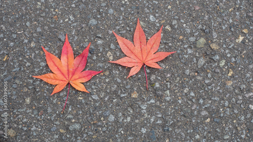 Red maple leaves on the road surface Red maple leaves on the road surface