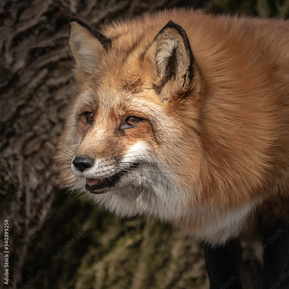 Red Tailed Fox posing for the camera! Red Tailed Fox posing for the camera!
