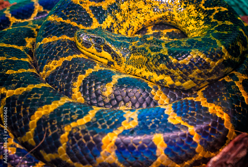 Paraguayan South or Yellow Anaconda is ringed by a ring Paraguayan South or Yellow Anaconda is ringed by a ring