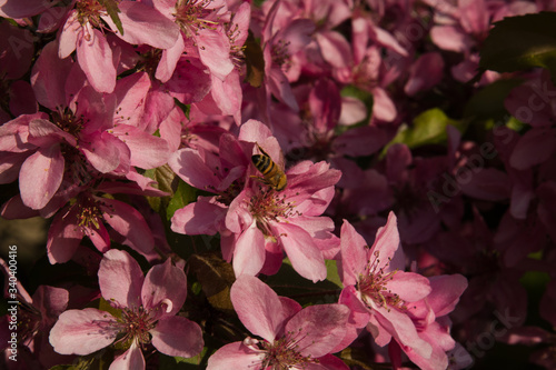 Spring flowers. Details of spring flowers with a bee © davidepalli