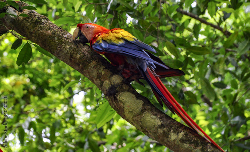 Scarlet macaw