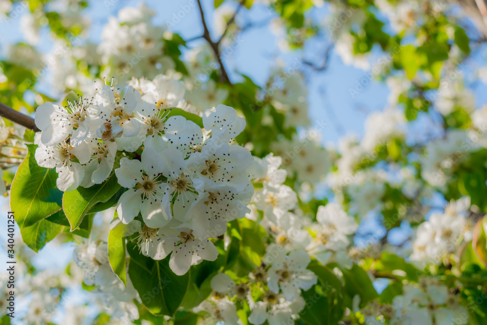 Blooming trees Blooming trees