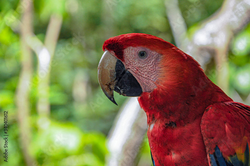 Scarlet macaw
