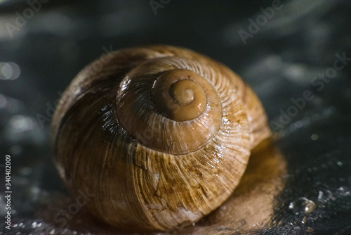 snail on a wooden background