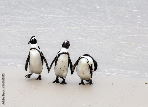 Penguins on Boulders Beach 