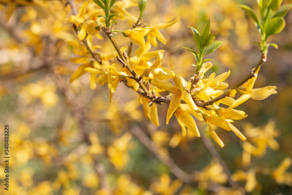 Blooming Forsythia. Spring background with yellow flowers tree
