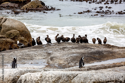 Penguins on Boulders Cape Town, South Africa 