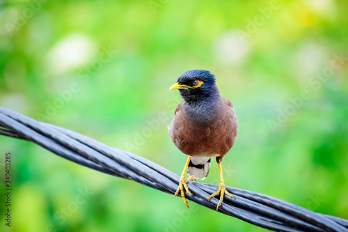 The CommonIndian bird of dark brown color with yellow eye sitting on the cable wire. Myna or Indian Myna,Acridotheres tristis © drpgayen