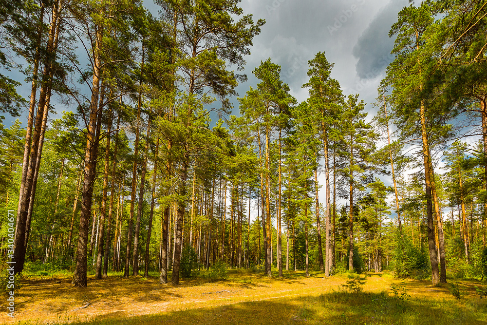 Fototapeta premium Severe thunderstorm in the forest. Nature before the rain. Power of nature. Storm concept.