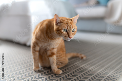 gato atigrado de color marron de ojos verdes, se levanta de la alfombra