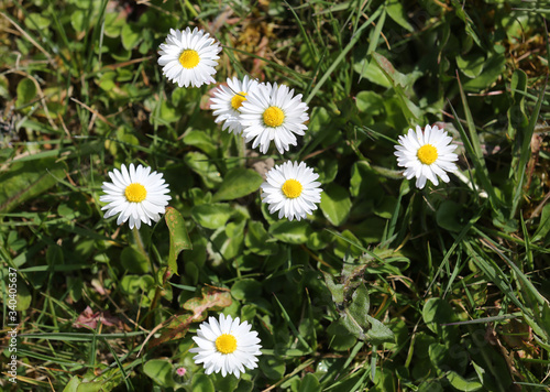 Daisies top view