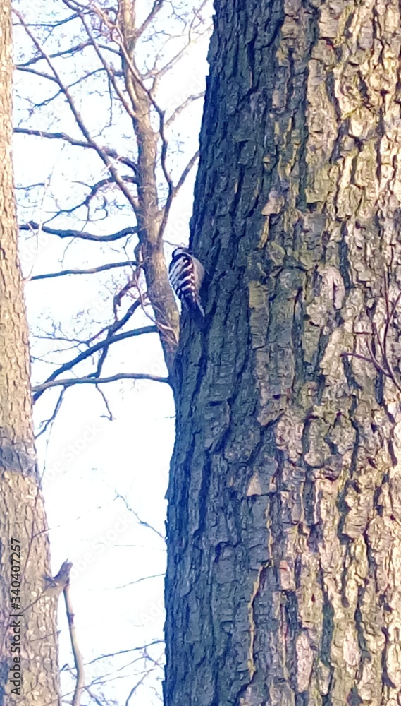 Fototapeta premium ptak