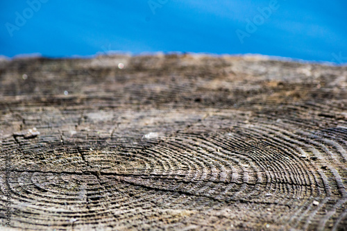 Close up of wood grain of a sawed-off tree stump