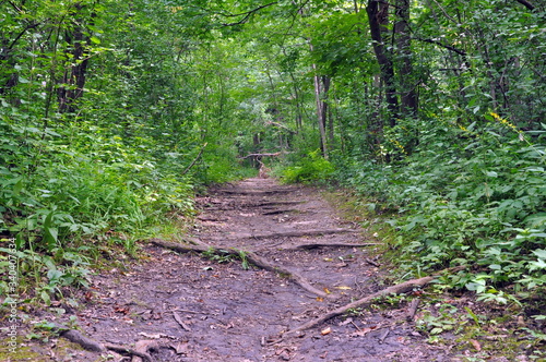 Road thru forest