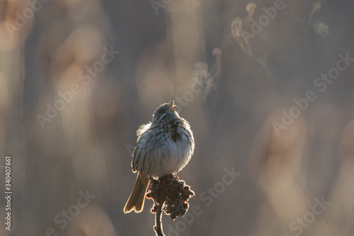 Photography Song sparrow (Melospiza melodia) in cold spring morning