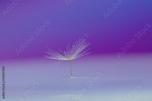 Water drops on a parachutes dandelion. Copy space. Soft focus on water droplets.