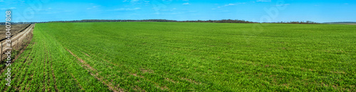 panorama of green winter wheat field, foreground, agrarian land, blurred background