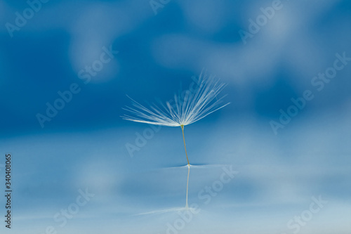 Fototapeta Naklejka Na Ścianę i Meble -  Beautiful dew drops on a dandelion seed macro. Beautiful soft blue background.