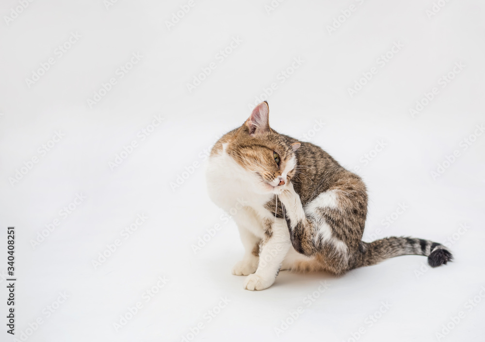 Tabby cat on a white background. Domestic adult cat with fleas. The cat scratches its ear with its paw.
