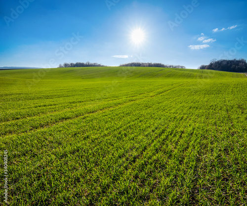 lines of fields with winter wheat in hilly terrain in spring with direct sunlights and cloudy sky
