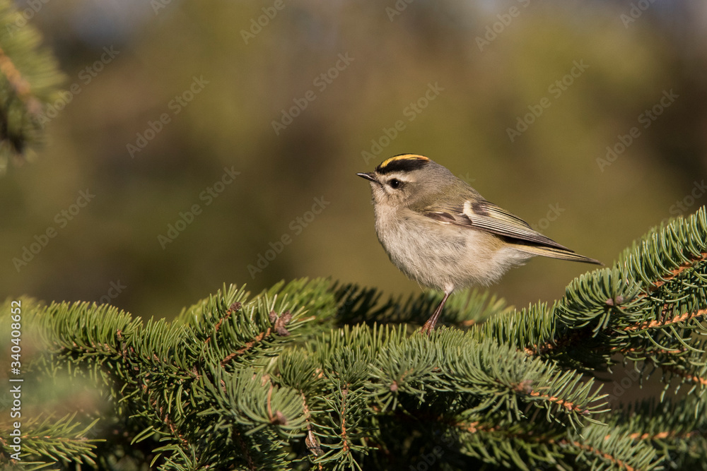 Male golden-crowned kinglet (Regulus satrapa) in spring Male golden-crowned kinglet (Regulus satrapa) in spring