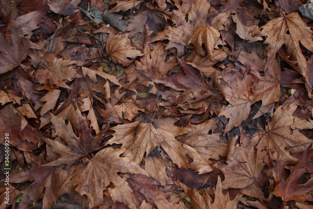autumn leaves on the ground autumn leaves on the ground