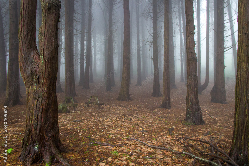 Amazing wood covered with mist Amazing wood covered with mist