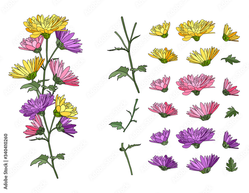 Floral bouquet with blossoming chrysanthemums and aster, set with stems and leaves for your design. Several color options. Vector illustration. Elements are drawn by hand and isolated on white