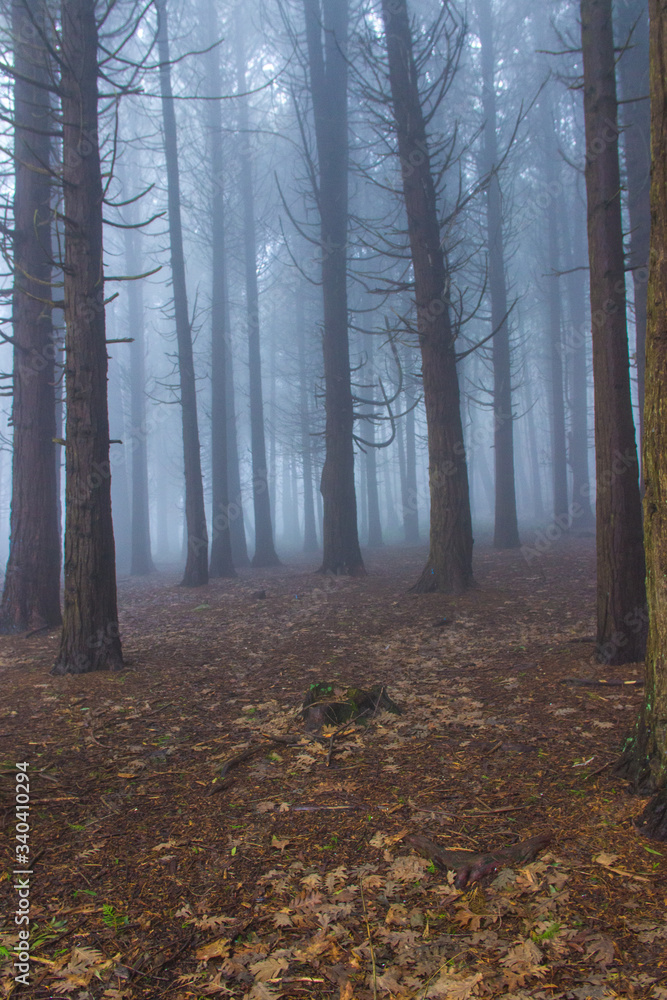 Fototapeta premium Amazing wood covered with mist