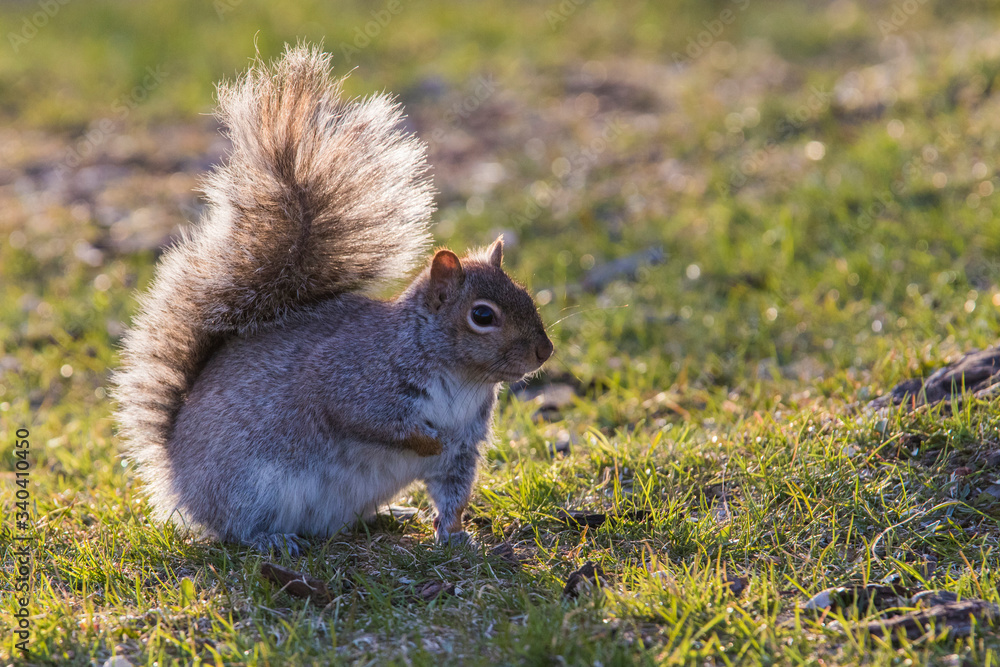 grey squirrel in spring sunset light grey squirrel in spring sunset light