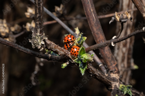 macro of adult Harmonia axyridis, harlequin, multicolored Asian, Asian ladybeetle on leaf photo