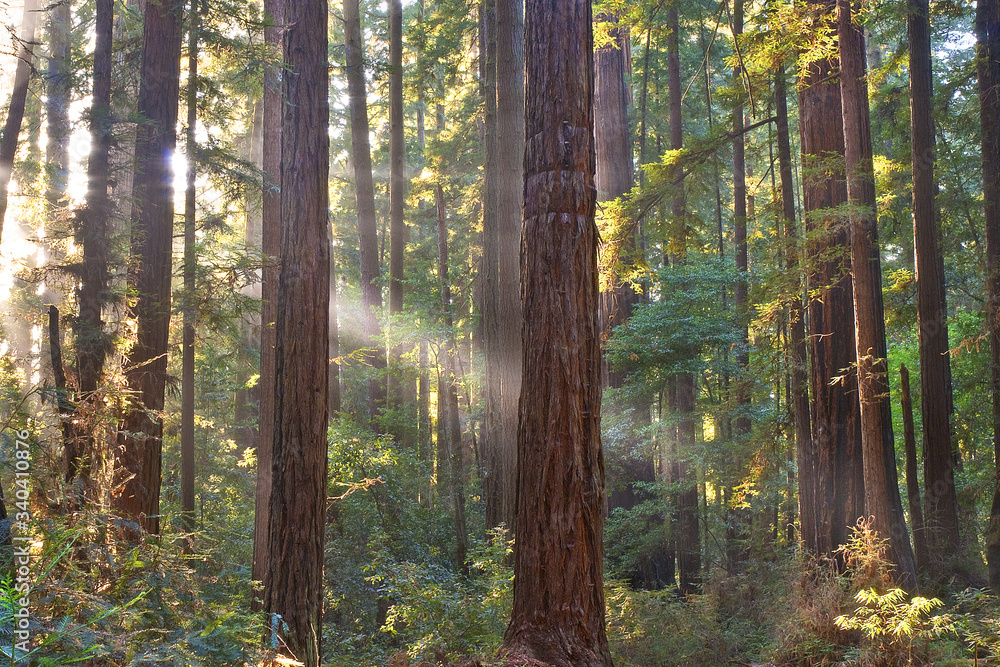 Obraz premium coast redwoods