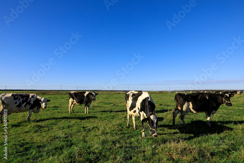 Fototapeta Naklejka Na Ścianę i Meble -  牧場にいる牛
