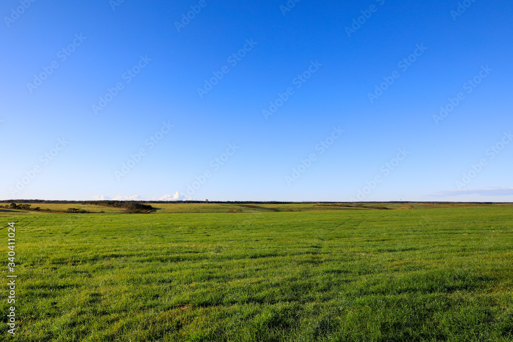 Fototapeta premium 牧場にいる牛