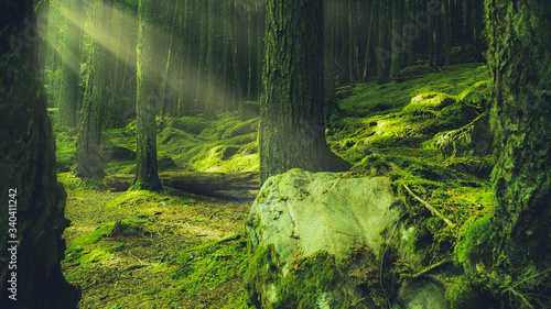 Deep Rich Green Forest With Magical Enchanting Light Rays In The Pacific Northwest