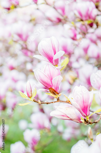 Magnolia flower blooming vibrant in spring awakening at easter with delicate purple flower petals
