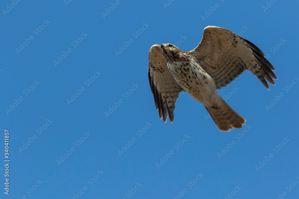 Fototapeta premium red-shouldered hawk (Buteo lineatus)
