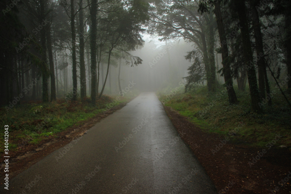 Obraz premium Road Path in a forest covered with mist.