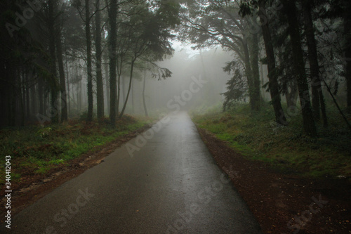 Road Path in a forest covered with mist.