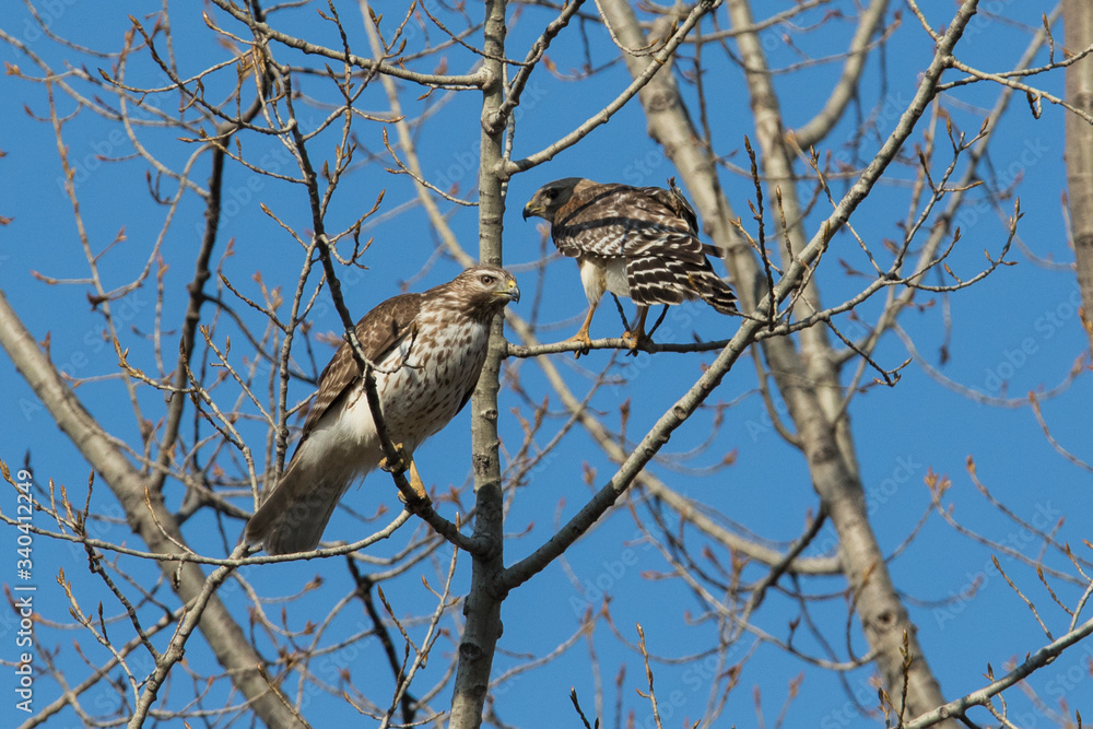 red-shouldered hawk pair in spring red-shouldered hawk pair in spring