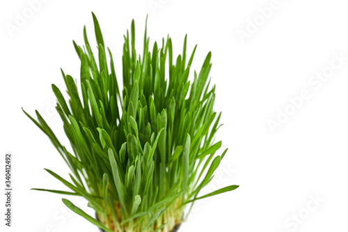 fresh wheatgrass isolated on a white background. wheat grass for detox medicine and healthcare. green wheat sprouts close up photo